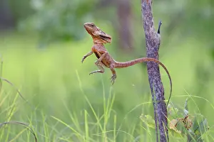 Reptile Prints: Frill-necked dragon (Chlamydosaurus kingii) leaping from a perch to capture invertebrate prey