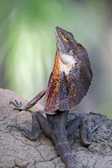 Agamidae Prints: Frill-necked dragon (Chlamydosaurus kingii) male