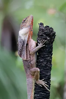 Agamidae Prints: Frill-necked dragon (Chlamydosaurus kingii) male