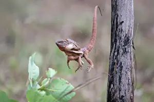 Reptile Prints: Frill-necked dragon (Chlamydosaurus kingii) male leaping from a perch to capture invertebrate prey