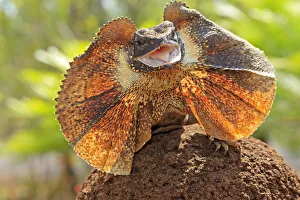 Agamidae Gallery: Frill-necked lizard (Chlamydosaurus kingii), with collar spread in threat display