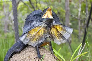 Images Dated 11th January 2022: Frill-necked lizard (Chlamydosaurus kingii) threat display with neck frill extended, Cooktown
