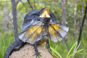 Agamidae Gallery: Frill-necked lizard (Chlamydosaurus kingii) threat display with neck frill extended, Cooktown