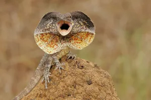 Frilled Lizard (Chlamydosaurus kingii) with its neck frill out as a threat display