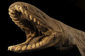 Deep Sea Collection: Frilled shark (Chlamydoselachus anguineus) specimen with mouth open, from Atlantic Ocean