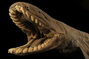 Wide Prints: Frilled shark (Chlamydoselachus anguineus) specimen with mouth open, from Atlantic Ocean