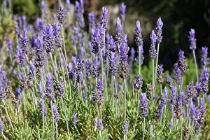 Labiatae Prints: Fringed / French lavender (Lavandula dentata) in flower