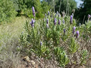 Labiatae Prints: Fringed / French lavender (Lavandula dentata) in flower