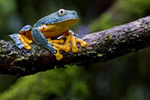 Lucas Bustamante Gallery: Fringed leaf frog (Cruziohyla craspedopus) on branch, Yasuni National Park, Orellana