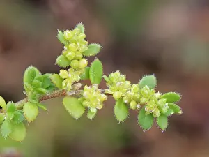 Cornwall Prints: Fringed rupturewort (Herniaria ciliolata) in flower