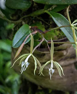 Orchids Prints: Fringed star orchid (Epidendrum ciliare) growing on a tree fern in a garden