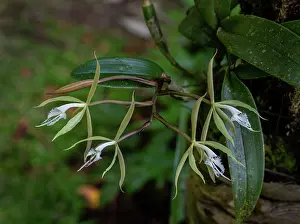 Orchids Prints: Fringed star orchid (Epidendrum ciliare) growing on a tree fern in a garden