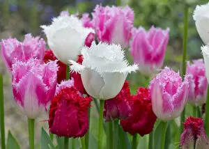 Flowers Collection: Fringed Tulip Dallas (Pink) and Tulipa Swan Wings (White)