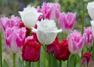 Fringed Tulip Dallas (Pink) and Tulipa Swan Wings (White)