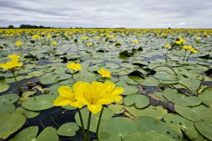 Images Dated 24th July 2009: Fringed water lilies / Yellow floating heart (Nymphoides peltata) flowers on lake
