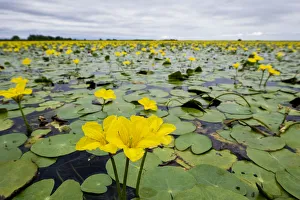 Menyanthaceae Prints: Fringed water lilies / Yellow floating heart (Nymphoides peltata) flowers on lake