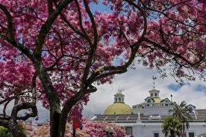 City Prints: Fringetree (Chionanthus pubescens) with pink blossom in Old Quito, Pichincha, Ecuador