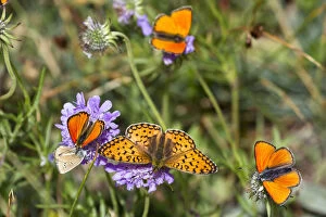Fritillary butterfly (Argynnis sp) with Scarce copper butterflies (Lycaena virgaureae) Queyras
