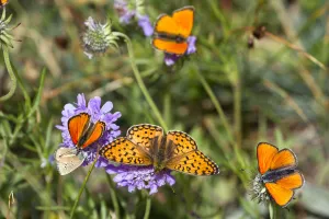 Fritillary Prints: Fritillary butterfly (Argynnis sp) with Scarce copper butterflies (Lycaena virgaureae) Queyras