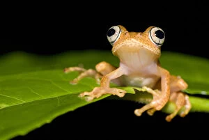 Amphibians Gallery: Frog 1+Boophis sp+2 on leaf, Madagascar