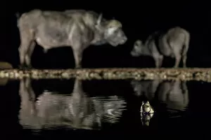 December 2022 Highlights Gallery: Frog (Anura) in waterhole at night with two Cape buffalo (Syncerus caffer) in background