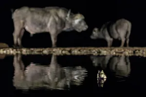 Water Hole Prints: Frog (Anura) in waterhole at night with two Cape buffalo (Syncerus caffer) in background