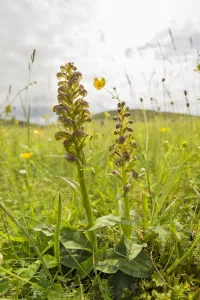 Key Flower Prints: Frog orchid (Dactylorhiza viride) growing on the machair at Horgabost, South Harris