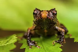 Spike Prints: Frog (Pristimantis sp.) sitting on leaf and looking forward, Kosnipata Valley, Peru