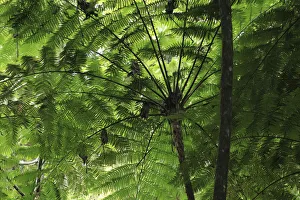 Green Colour Prints: Frond pattern of tree ferns (Cyathea arborea) in lowland tropical rainforest at 420 metres