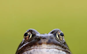 Images Dated 12th February 2009: Front-view showing head and eyes of Common frog (Rana temporaria), Broxwater, Cornwall