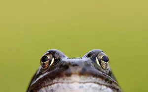Rana Muta Prints: Front-view showing head and eyes of Common frog (Rana temporaria), Broxwater, Cornwall