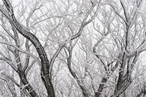 Frost covered branches, Ballon des Vosges Nature Park, Haut Rhin, Alsace, France