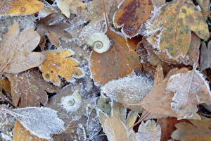 Andalusia Gallery: Frost covered Common hawthorn (Crategus monogyna) leaves, with Freshwater snail
