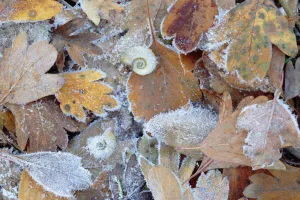 Cold Weather Prints: Frost covered Common hawthorn (Crategus monogyna) leaves, with Freshwater snail