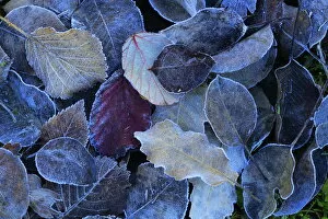 Frost covered leaves in winter, Sierra de Grazalema Natural Park, southern Spain, February