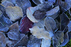 Cold Weather Prints: Frost covered leaves in winter, Sierra de Grazalema Natural Park, southern Spain, February