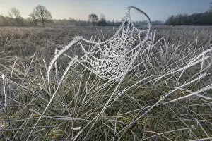 Castelein 100 Landscapes Collection: Frost covered spiderweb at sunrise, Klein Schietveld, Brasschaat, Belgium, March