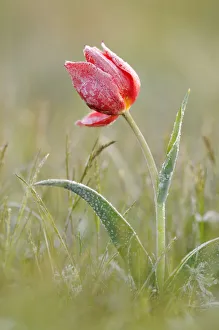 Liliaceae Prints: Frost covered Wild tulip (Tulipa schrenkii) Rostovsky Nature Reserve, Rostov Region