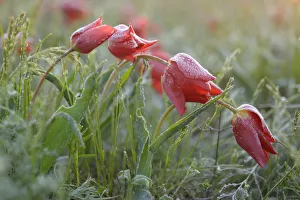 Liliaceae Prints: Frost covered Wild tulips (Tulipa schrenkii) in flower, Rostovsky Nature Reserve