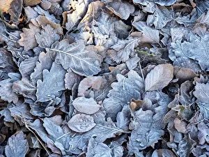 Cold Weather Prints: Frost on leaves at sunrise, Ambleside, Lake District, Cumbria, UK. January