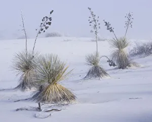 Asparagaceae Gallery: Frost on soaptree yuccas (Yucca elata) and winter morning fog, in the gypsum sand