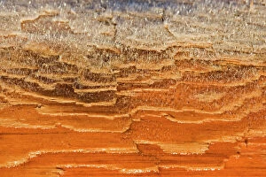 Images Dated 8th March 2010: Detail of frost on Western Red Cedar (Thuja plicata). Vancouver Island, Canada, March