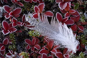 Frost on Willow grouse (Lagopus lagopus) feather on Mountain bearberry (Arctous alpinus)