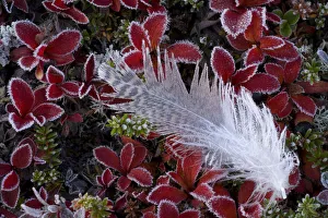 Sweden Prints: Frost on Willow grouse (Lagopus lagopus) feather on Mountain bearberry (Arctous alpinus)