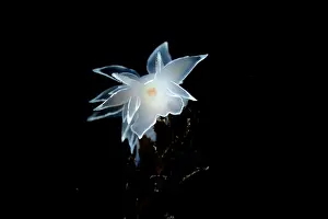 Vancouver Island Prints: Frosted nudibranch (Dirona albolineata) portrait