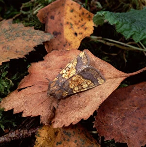 Frosted orange moth (Gortyna flavago) resting on fallen leaf, Ballykinler Sand Dunes