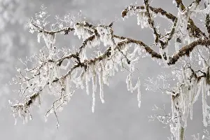 Sichuan Prints: Frosty lichen-covered trees in mountain pine forest