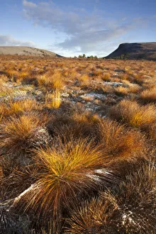 Bogs Prints: Frosty moorland landscape in Autumn, Cairngorms NP, Scotland, UK, October 2010