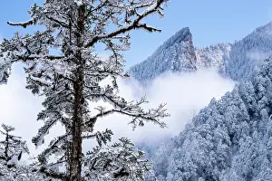 Conifers Prints: Frosty mountain pine forest landscape