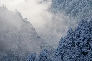 Conifers Prints: Frosty mountain pine forest landscapes